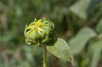 Common sunflower